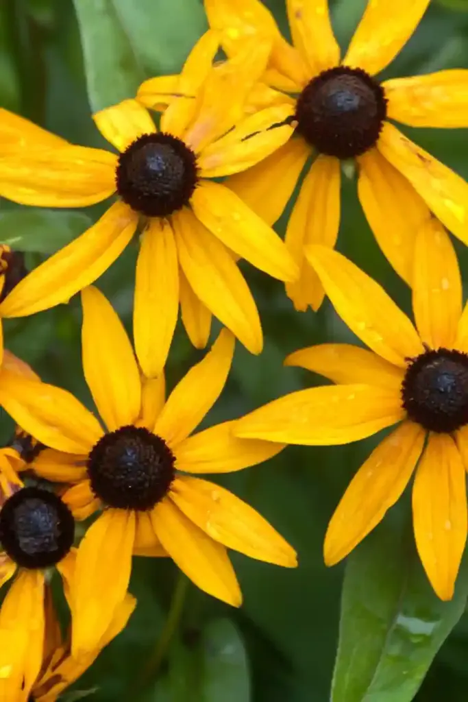 🌼 1. Black-Eyed Susan (Rudbeckia hirta)