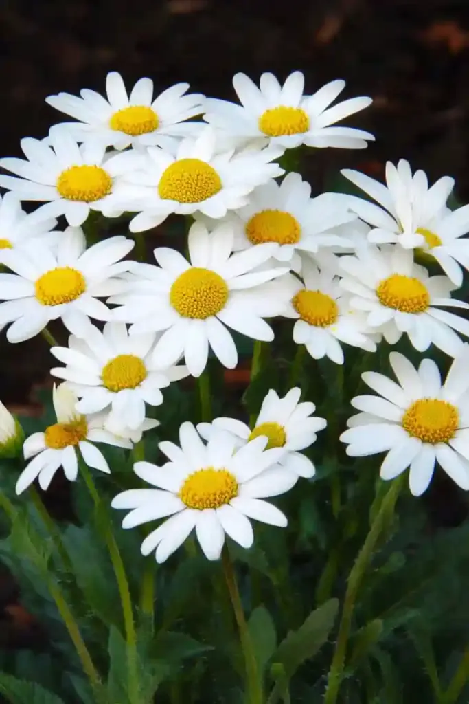 🌼 19. Shasta Daisy (Leucanthemum x superbum)