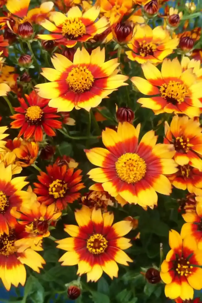 🌻 9. Coreopsis (Tickseed)