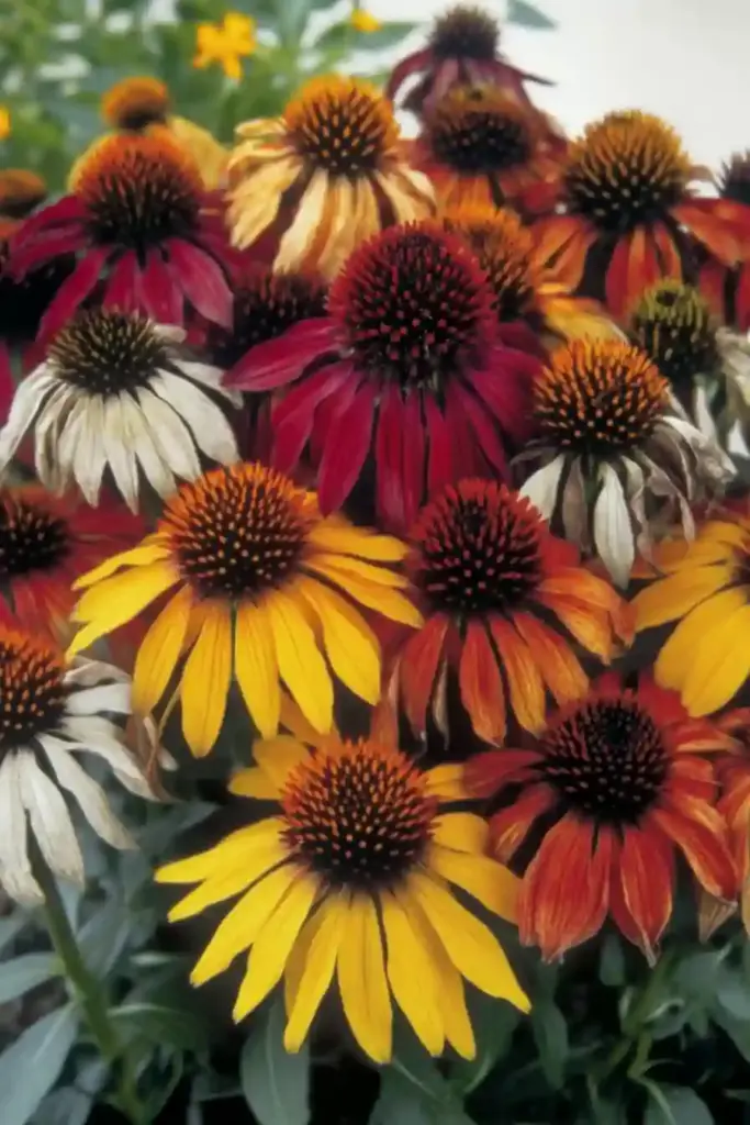 🌸 2. Coneflower (Echinacea)