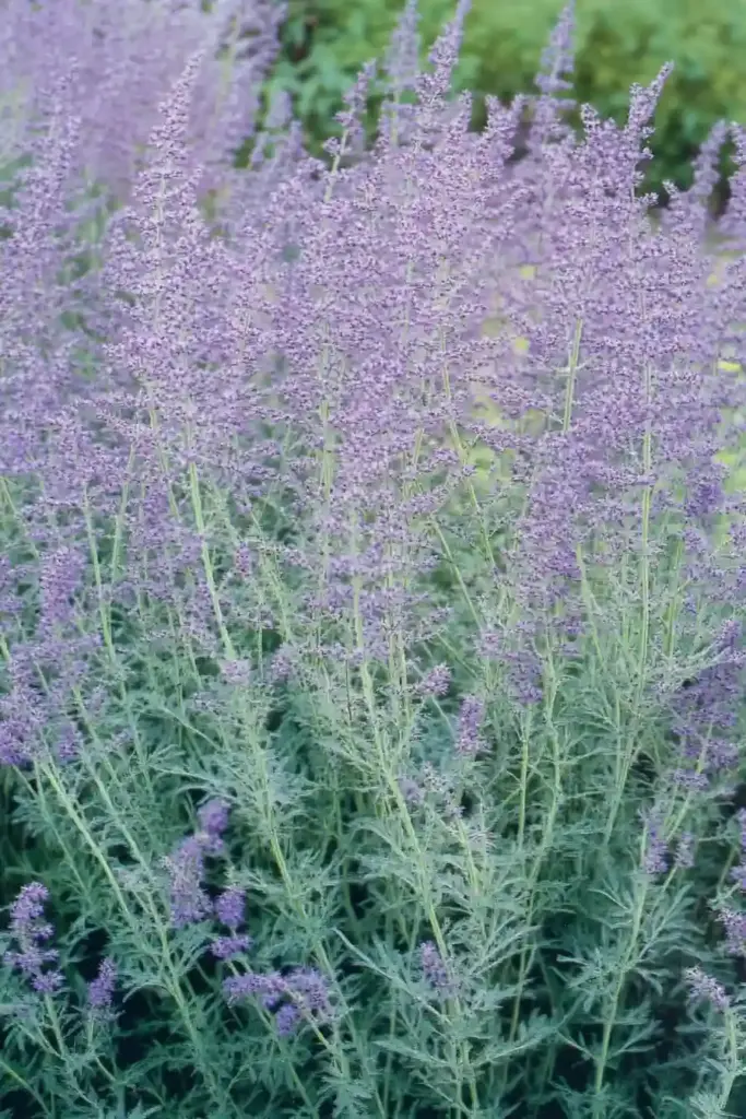 🌾 8. Russian Sage (Perovskia atriplicifolia)