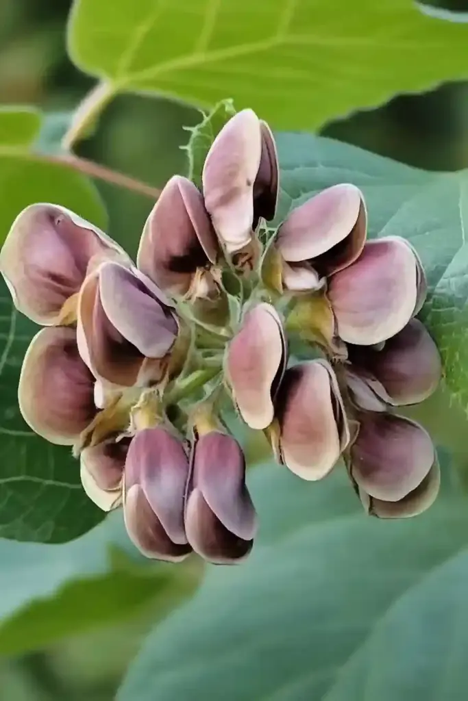 8. American Groundnut (Apios americana)