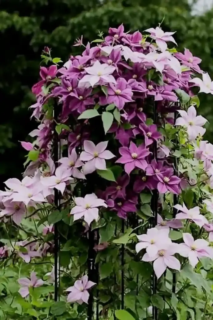 3. Clematis (Clematis spp.)