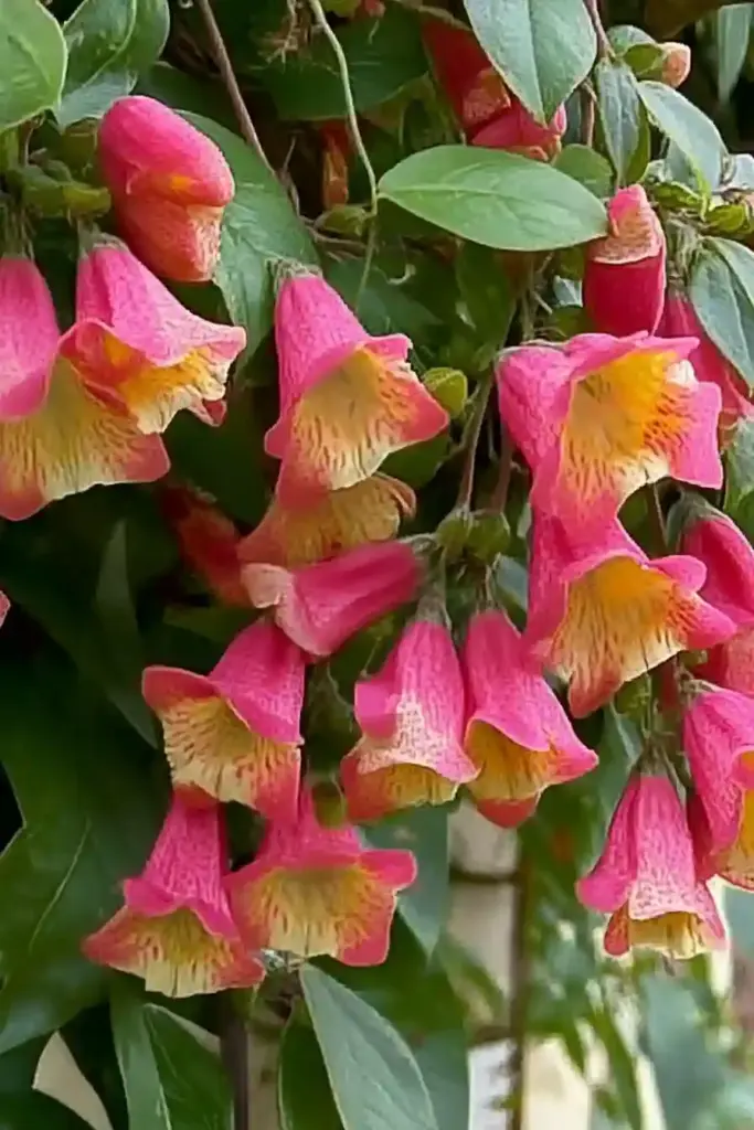 7. Cross Vine (Bignonia capreolata)
