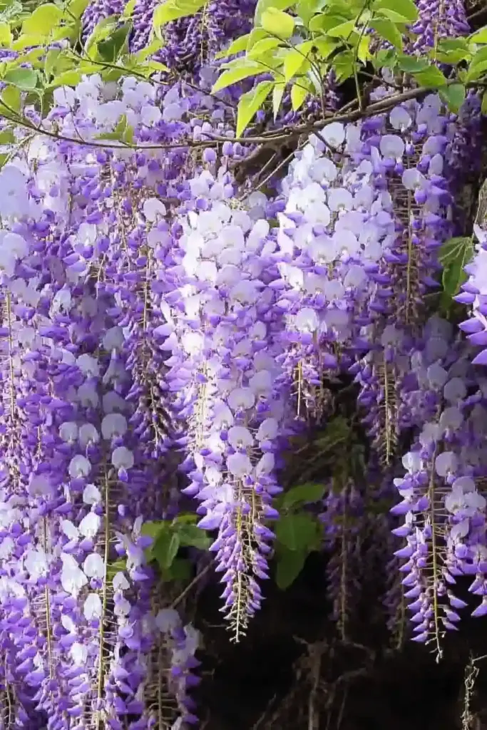 1. Chinese Wisteria (Wisteria sinensis)