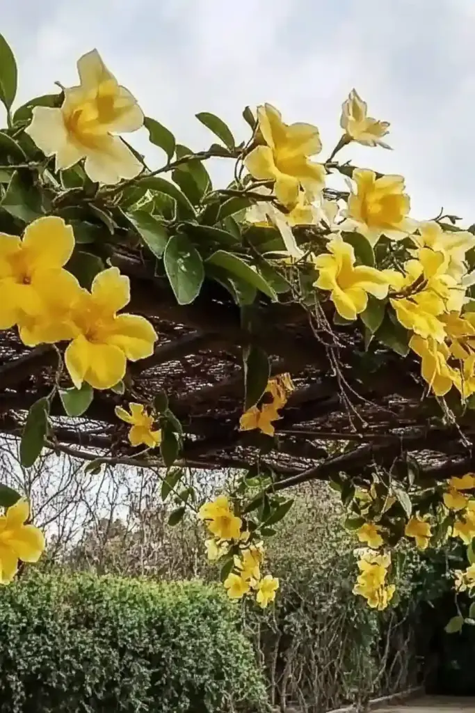 14. Carolina Jasmine (Gelsemium sempervirens)