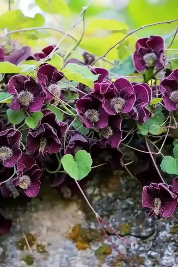 2. Chocolate Vine (Akebia quinata)