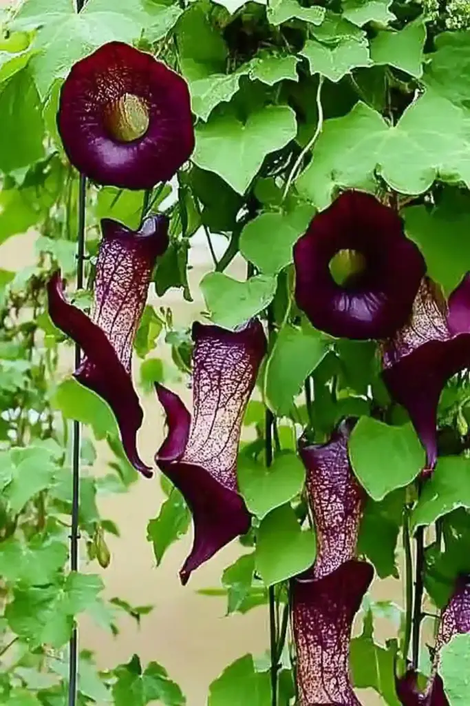 10. Dutchman’s Pipe (Aristolochia macrophylla)