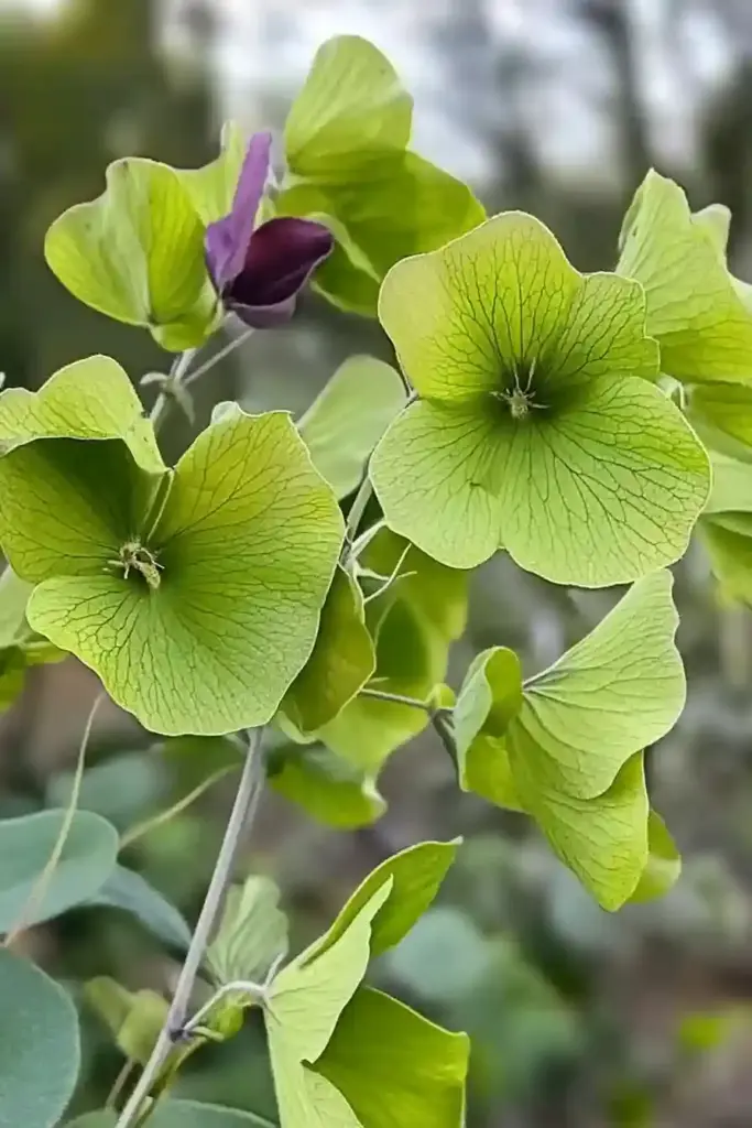 18. Butterfly Vine (Mascagnia macroptera)