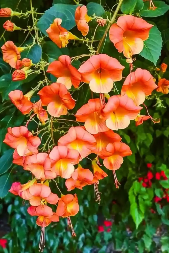 4. Dipladenia (Mandevilla boliviensis)