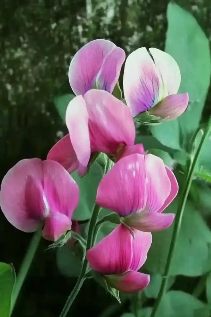 20. Sweet Peas (Lathyrus spp.)