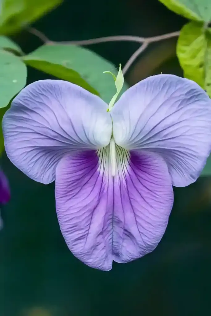 6. Spurred Butterfly Pea (Centrosema virginianum)