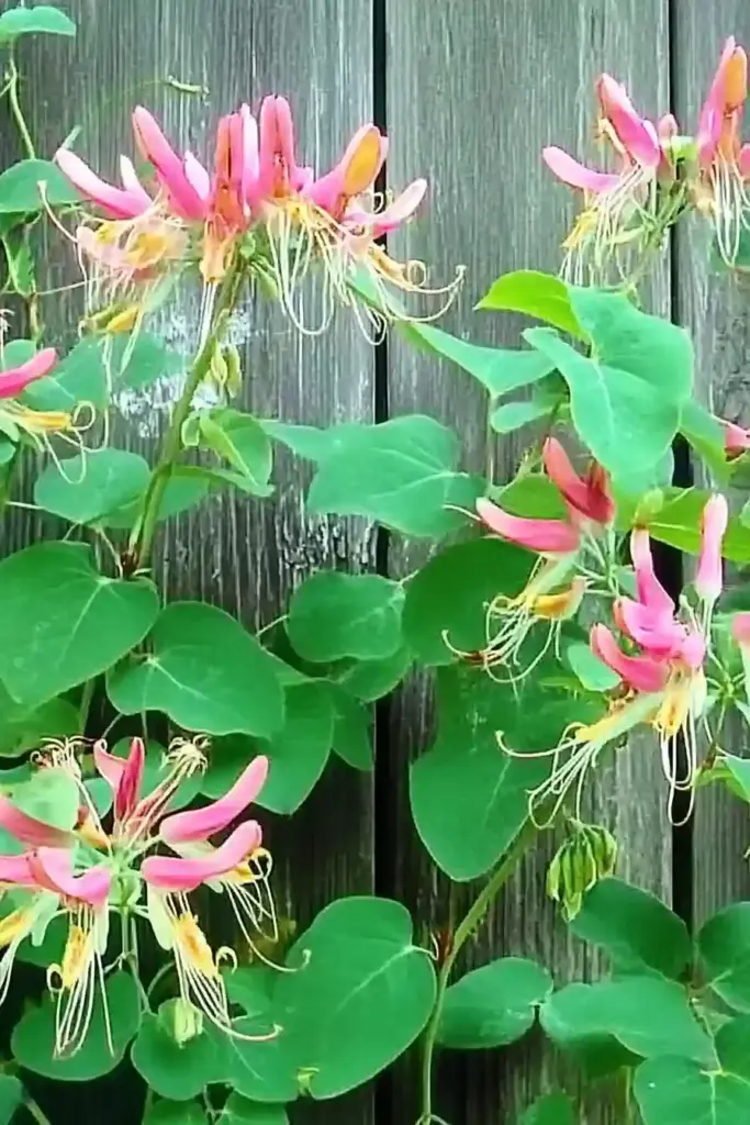 15. Honeysuckle (Lonicera japonica)