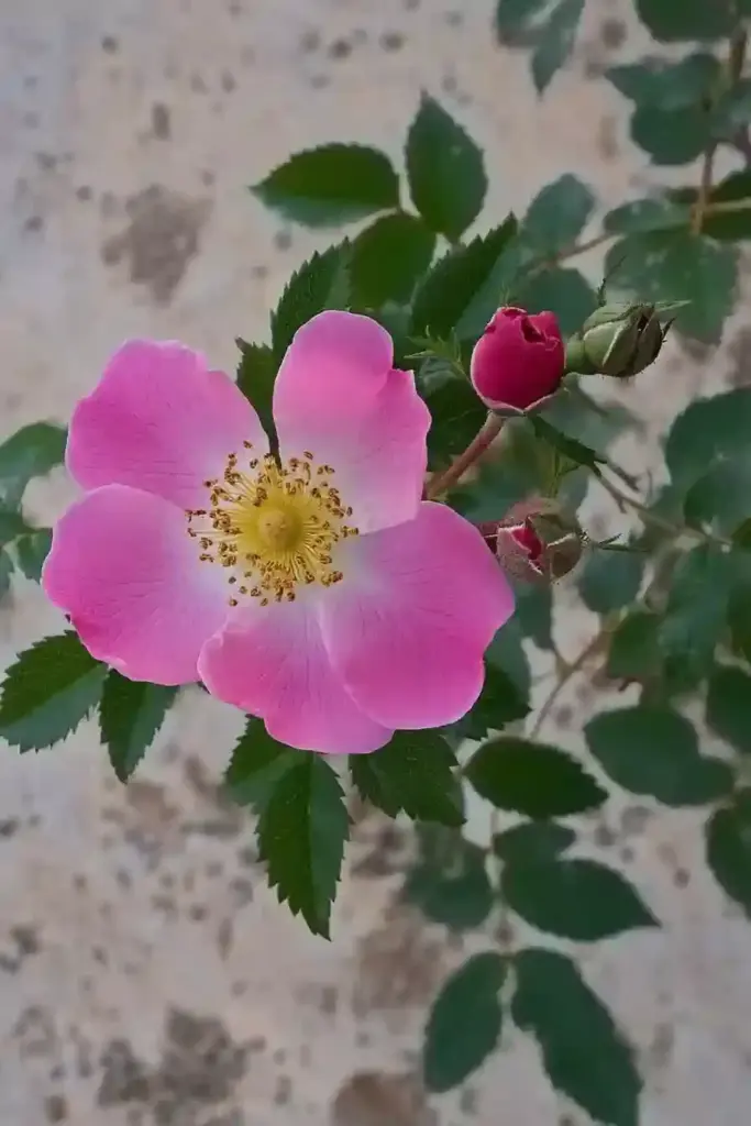 13. Prairie Rose (Rosa setigera)