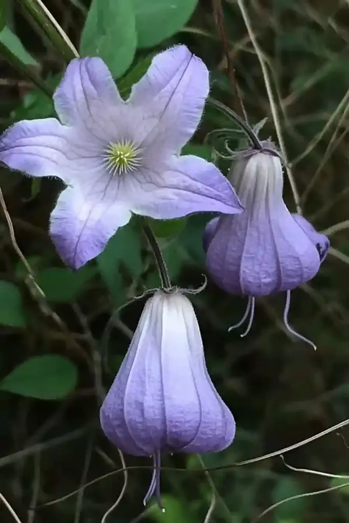 11. Swamp Leatherflower (Clematis crispa)