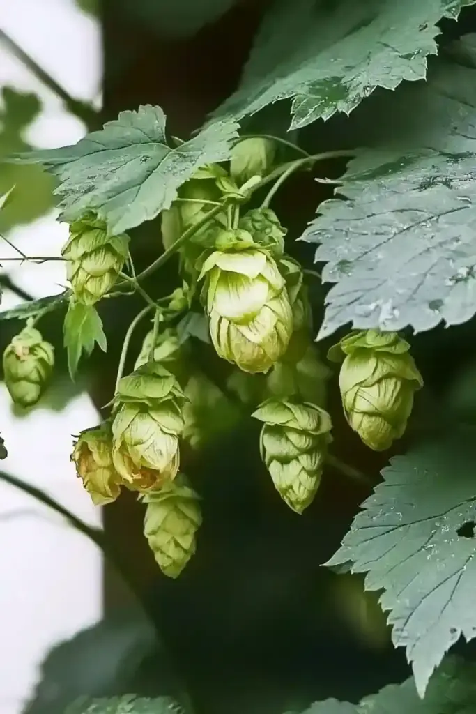12. Common Hop (Humulus lupulus)