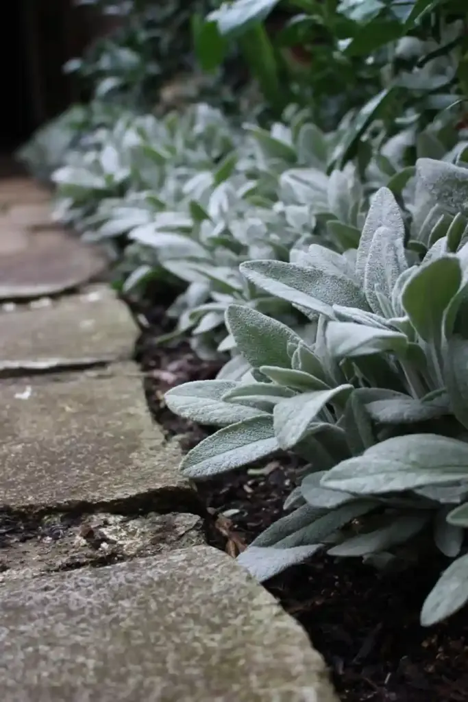 Lamb’s Ear (Stachys byzantina)