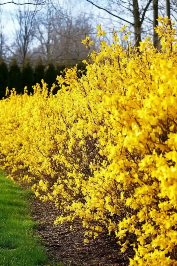 🌞 19. Forsythia – Golden Blooms for Seasonal Privacy