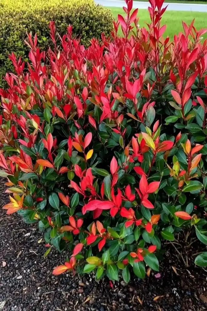 🍁 15. Photinia – Bold Color Meets Fast-Growing Function