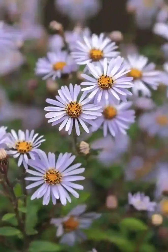 🌼 9. Ice Plant (Delosperma cooperi)