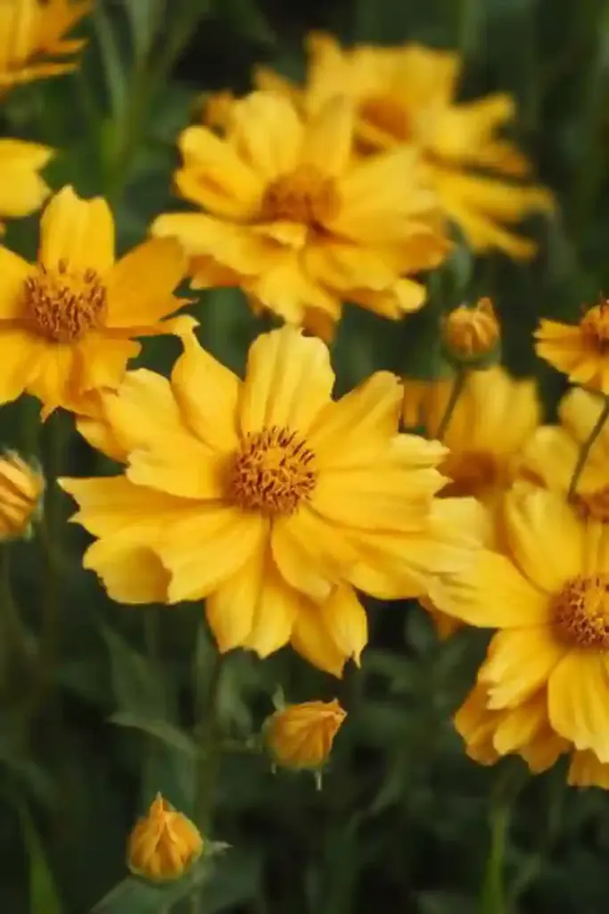 🌸 13. Tickseed (Coreopsis grandiflora)