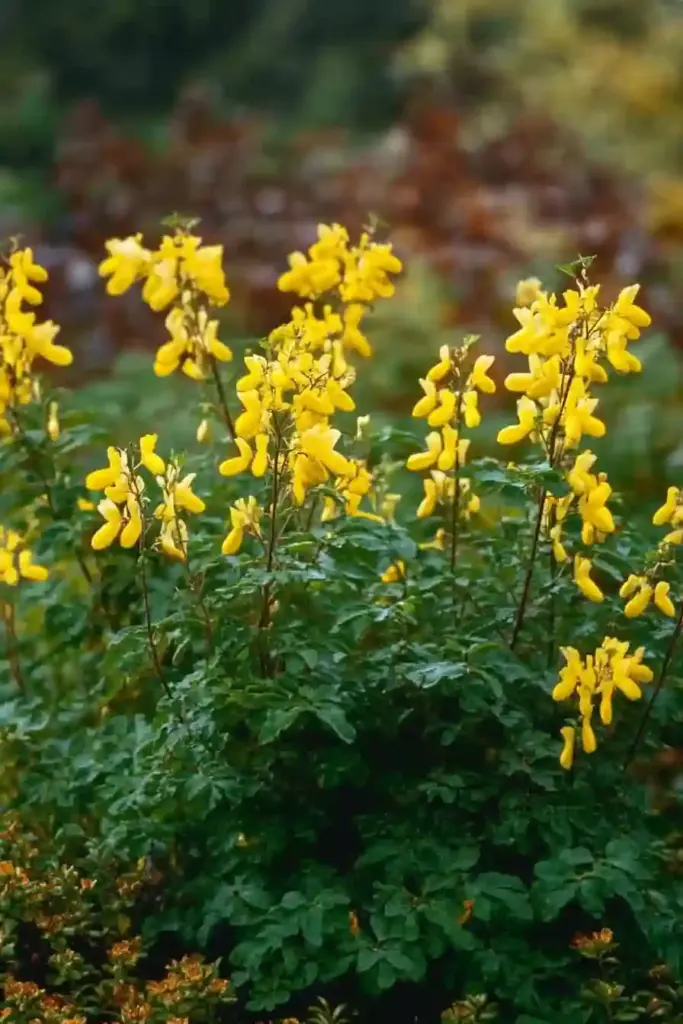 🌼 21. Yellow Fumitory (Corydalis lutea)