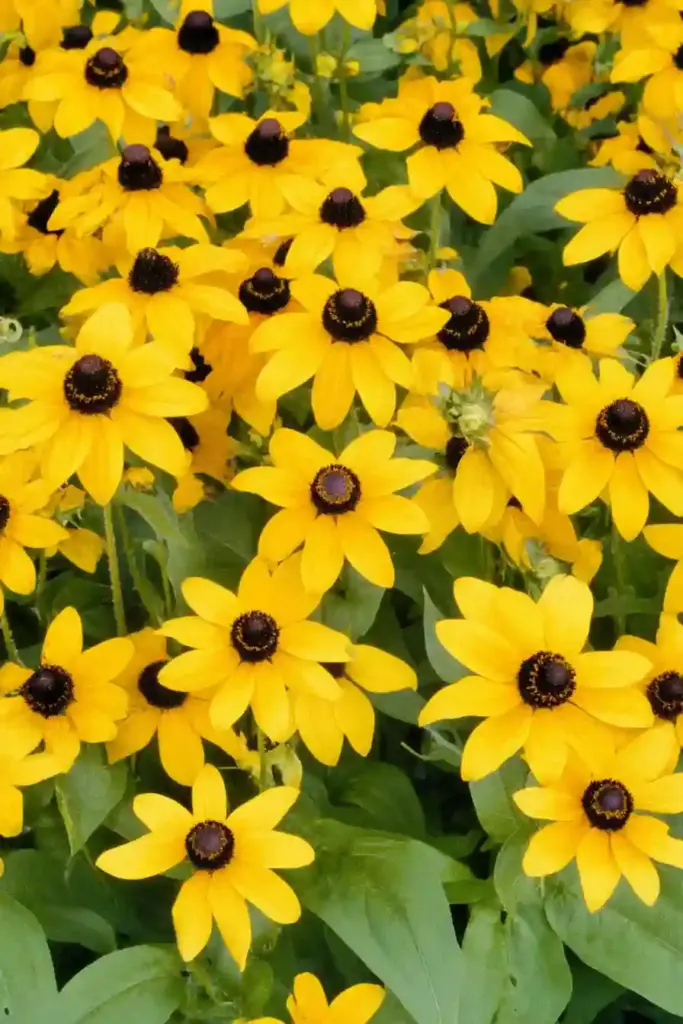 🌻 25. Black-Eyed Susan (Rudbeckia hirta)
