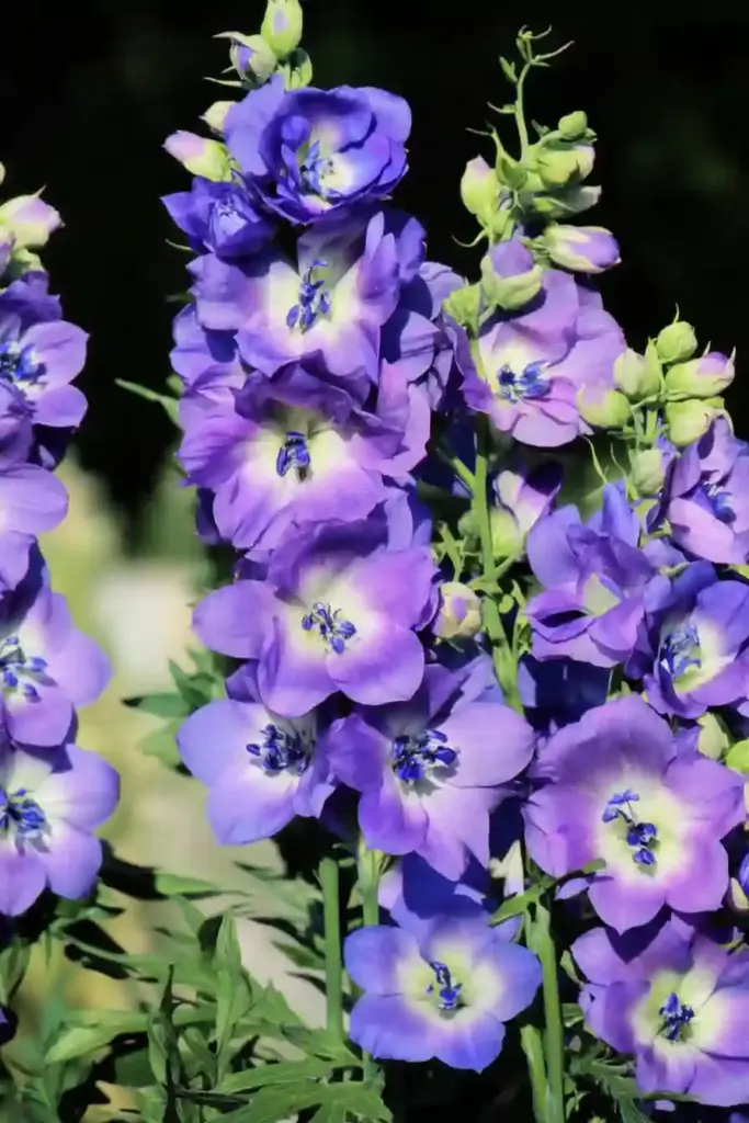 🌿 16. Delphinium (Delphinium spp.)