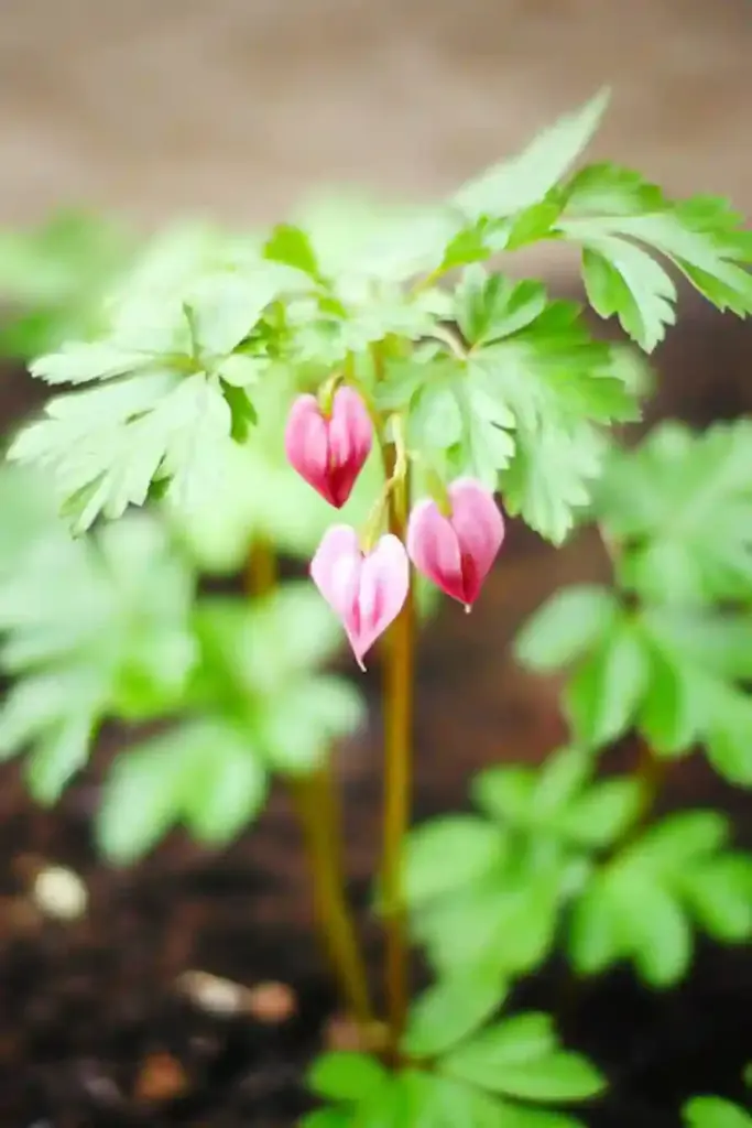 💗 15. Fern-Leaf Bleeding Heart (Dicentra ‘Luxuriant’)