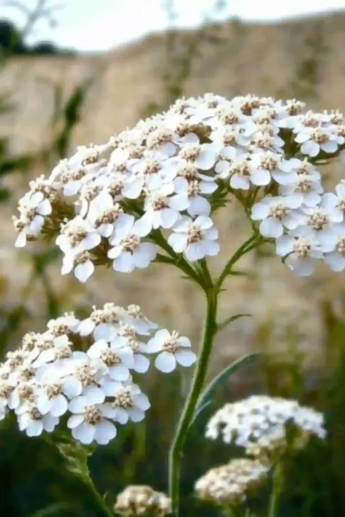 🌿 14. Yarrow (Achillea millefolium)