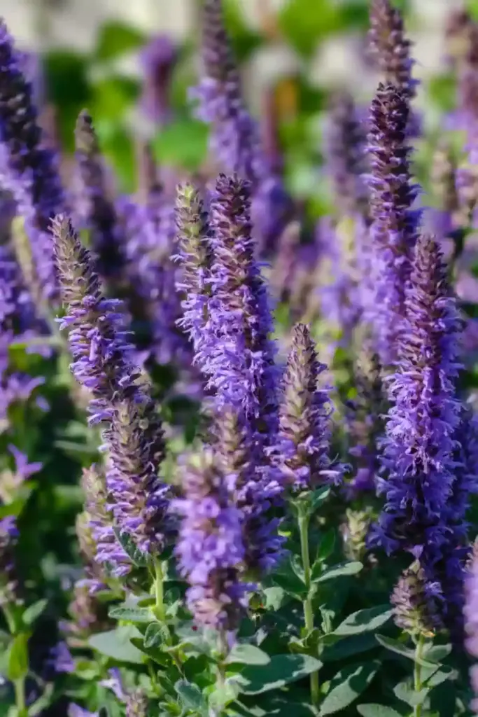 🔮 17. Salvia (Salvia nemorosa)