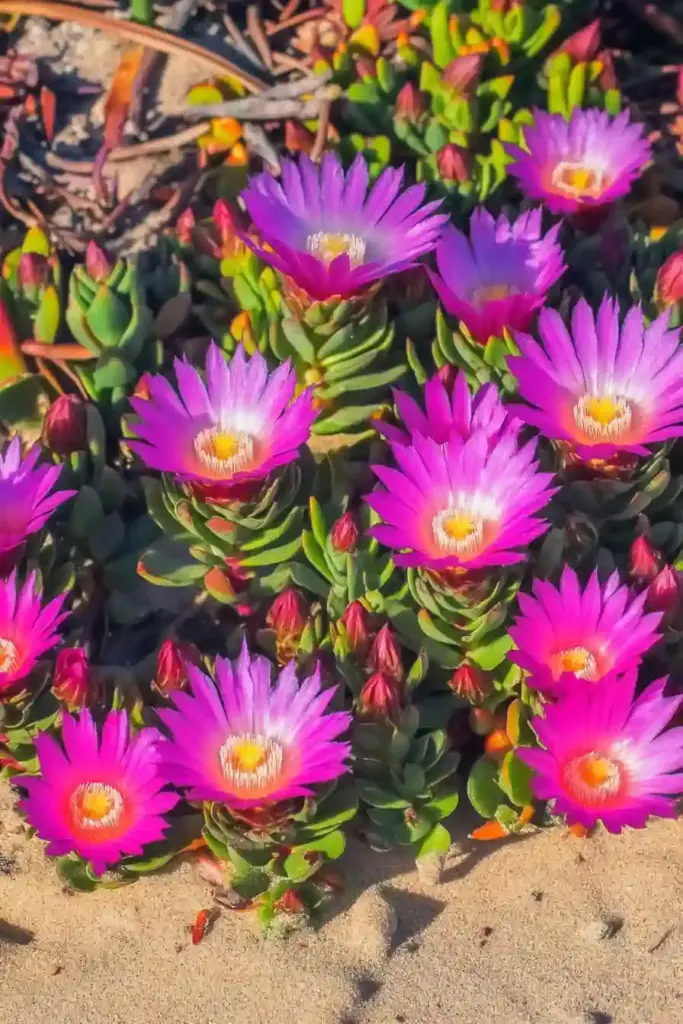 🌸 10. Tatarian Aster (Aster tataricus)