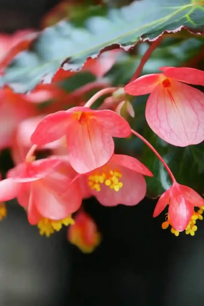 🔥 24. Dragon Wing Begonia (Begonia x hybrida ‘Dragon Wings’)