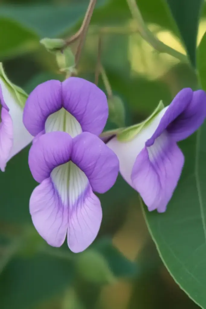 Spurred Butterfly Pea