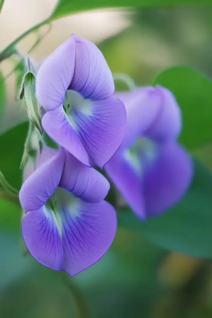Quick Facts About Spurred Butterfly Pea