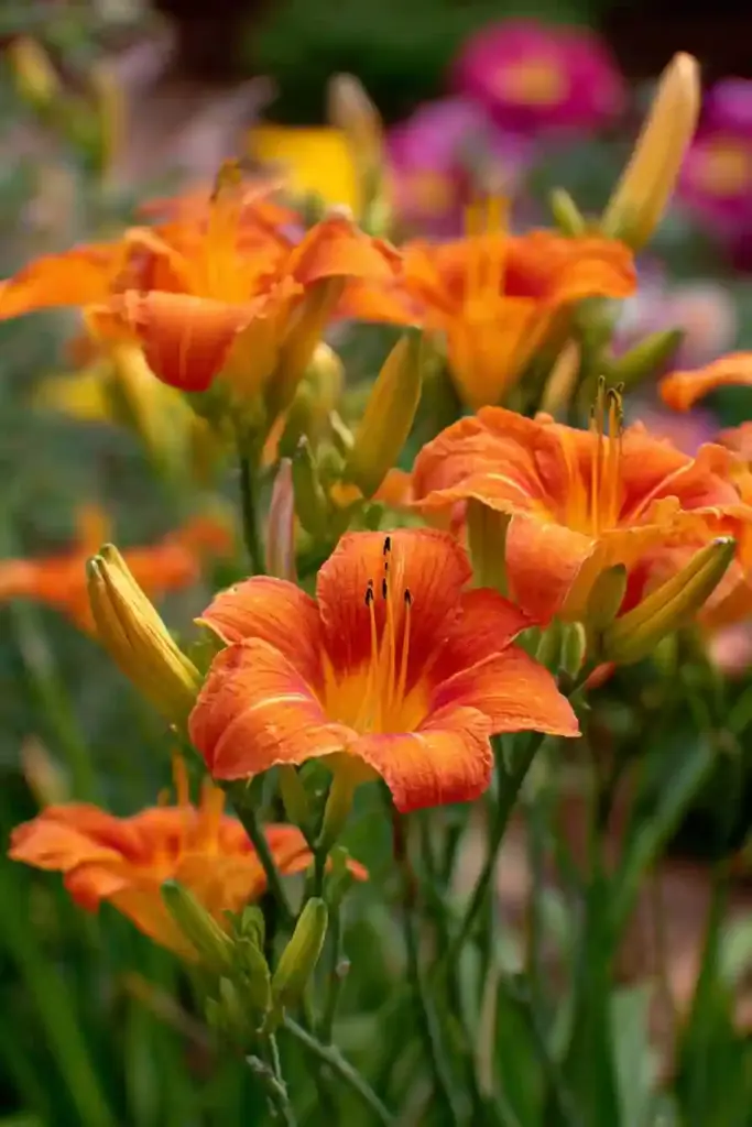 Daylily (Hemerocallis)