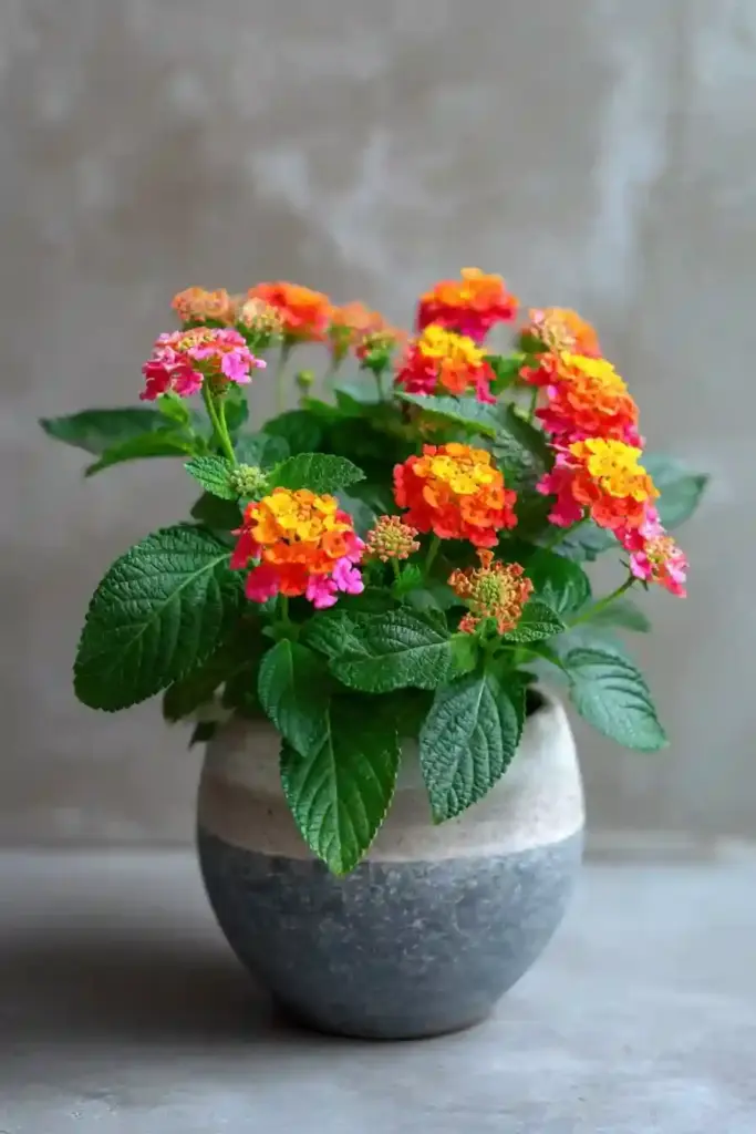 Lantana