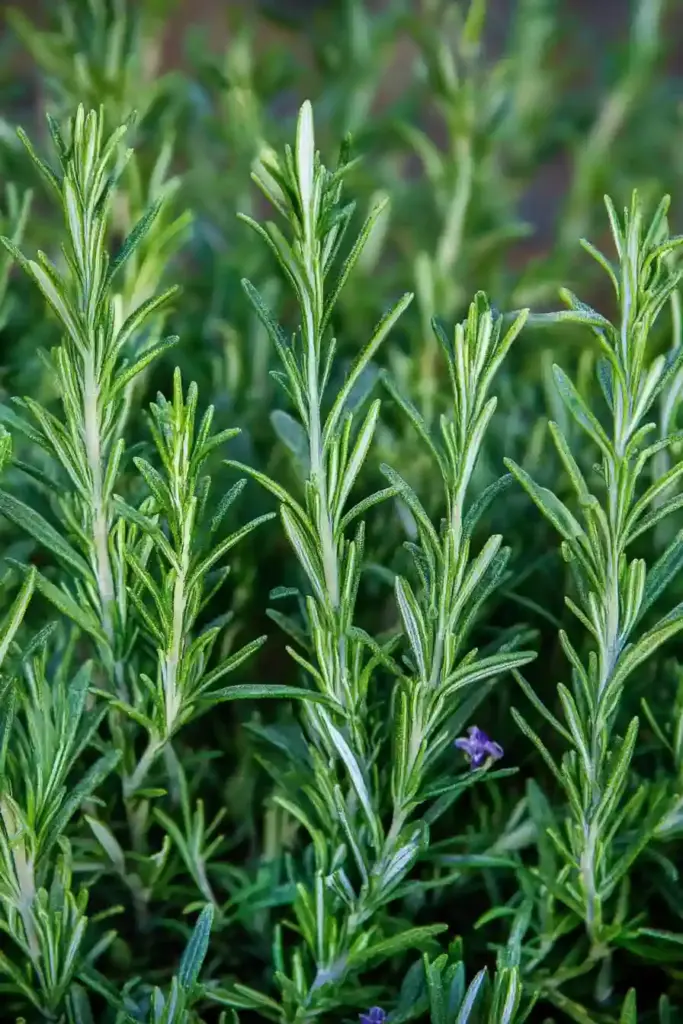 1. Rosemary (Rosmarinus officinalis)