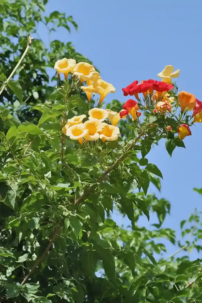 1. Trumpet Vine (Campsis radicans)