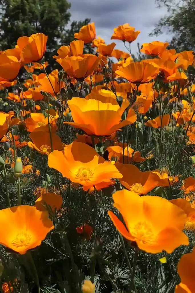 2. California Poppy (Eschscholzia californica)