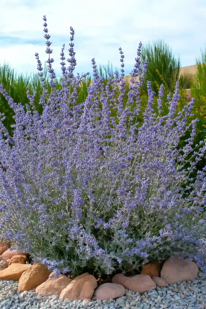 1. Russian Sage (Perovskia atriplicifolia)
