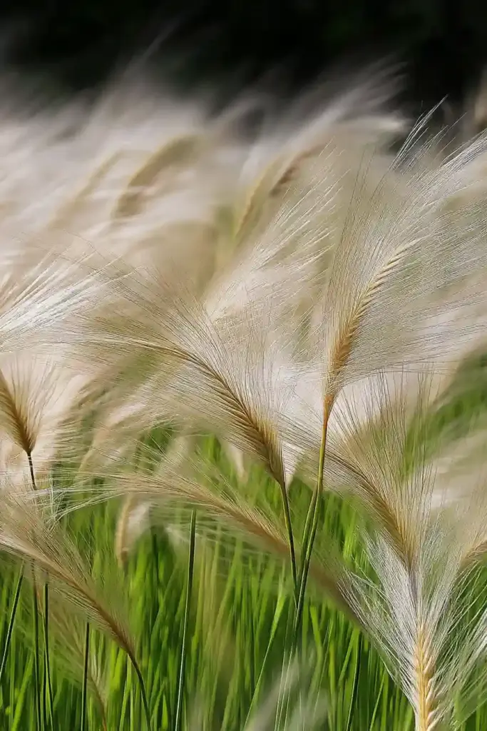 1. Feather Grass (Stipa tenuissima / Nassella tenuissima)
