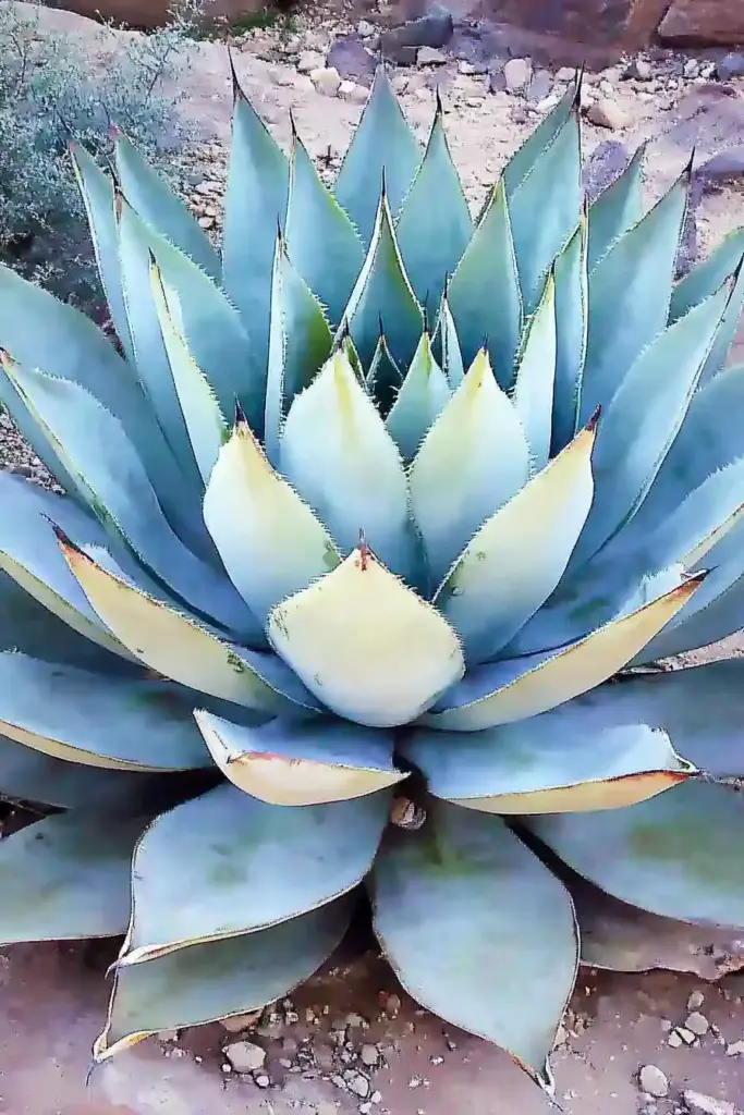 4. Agave (Agave spp.)