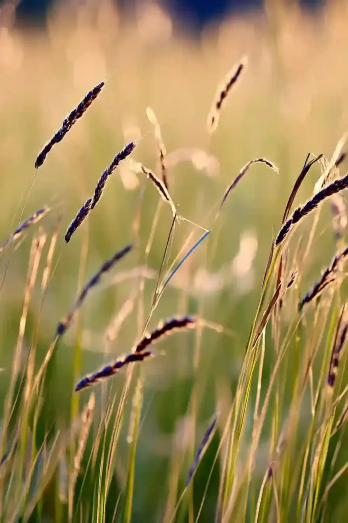 2. Blue Grama Grass (Bouteloua gracilis)