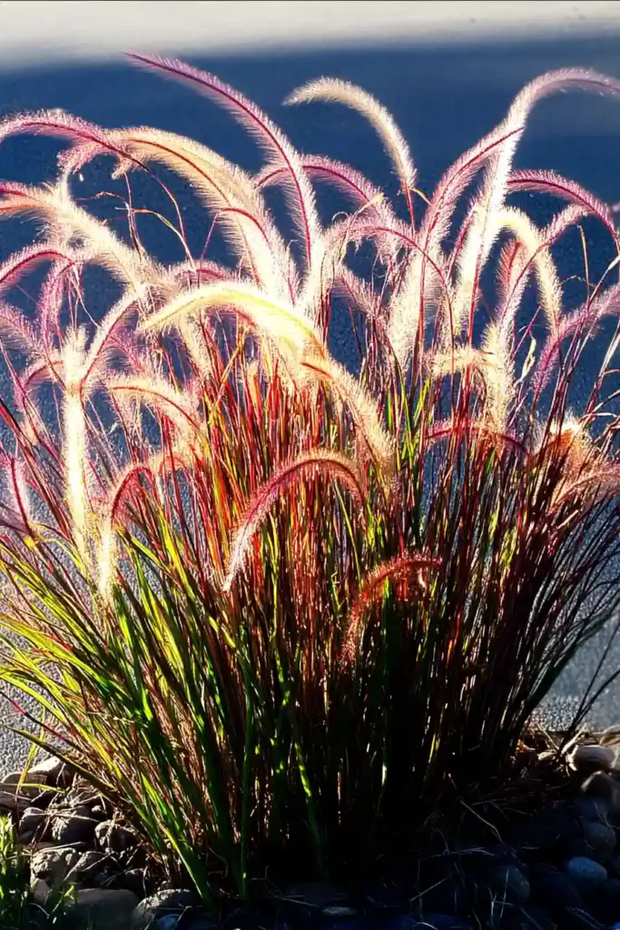 3. Fountain Grass (Pennisetum setaceum)
