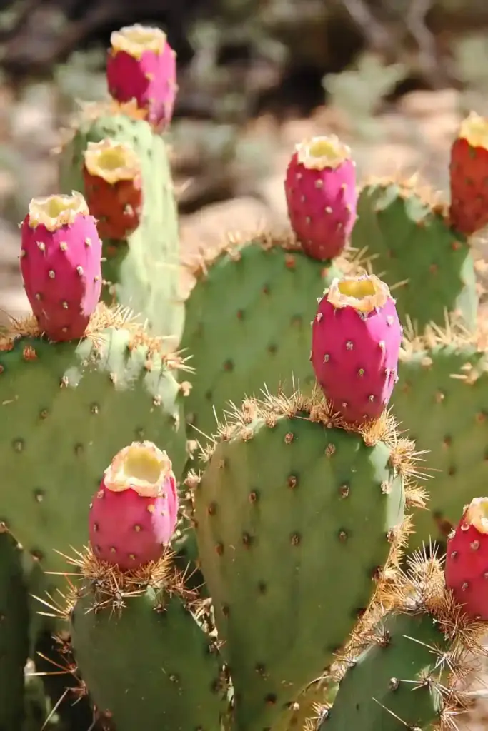 3. Prickly Pear (Opuntia spp.)