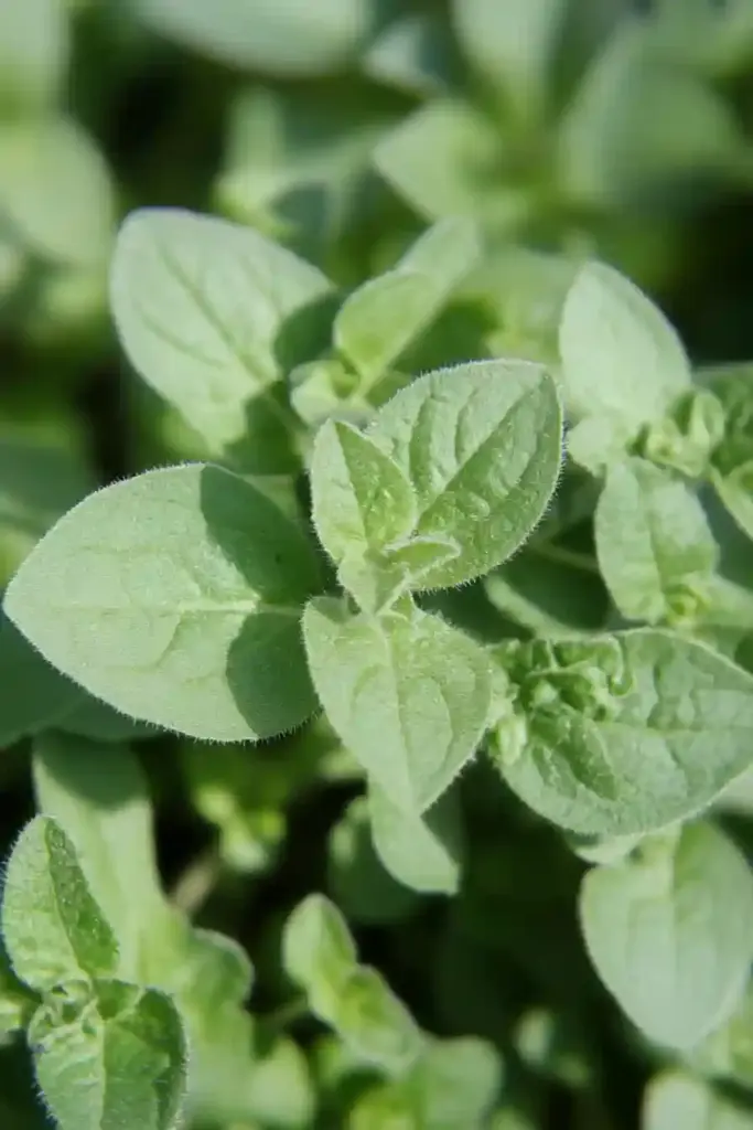 2. Oregano (Origanum vulgare)