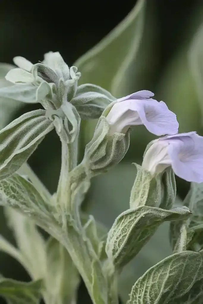 3. Sage (Salvia officinalis)