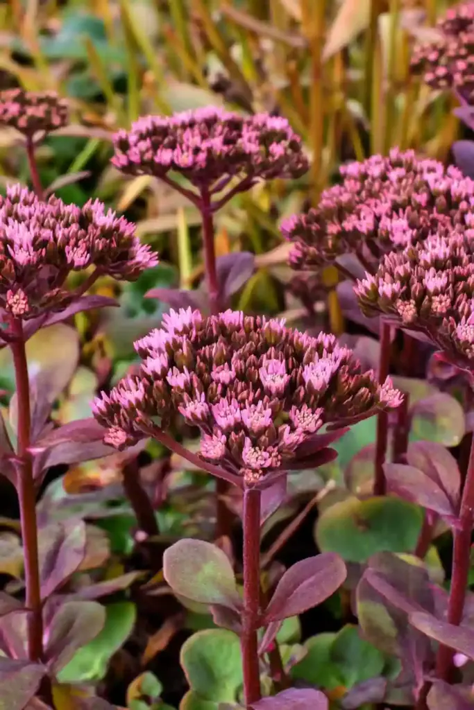 1. Sedum (Sedum spp.)