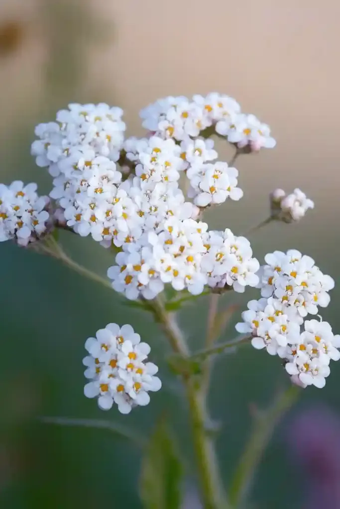 2. Yarrow (Achillea millefolium)